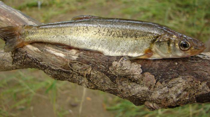 Рыба гольян: места обитания, особенности питания и размножения, техника ловли