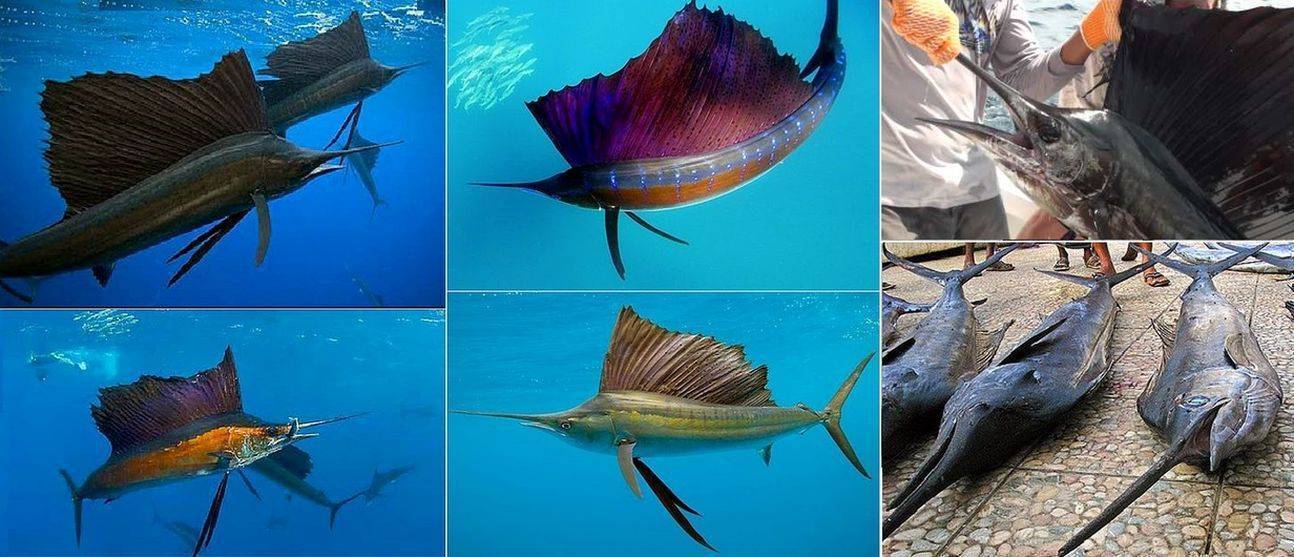 Рыба марлин, парусник, желтоперый тунец - самые быстрые в мире рыбы - статья