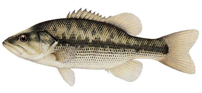 Рыба «Басс пятнистый» фото и описание
