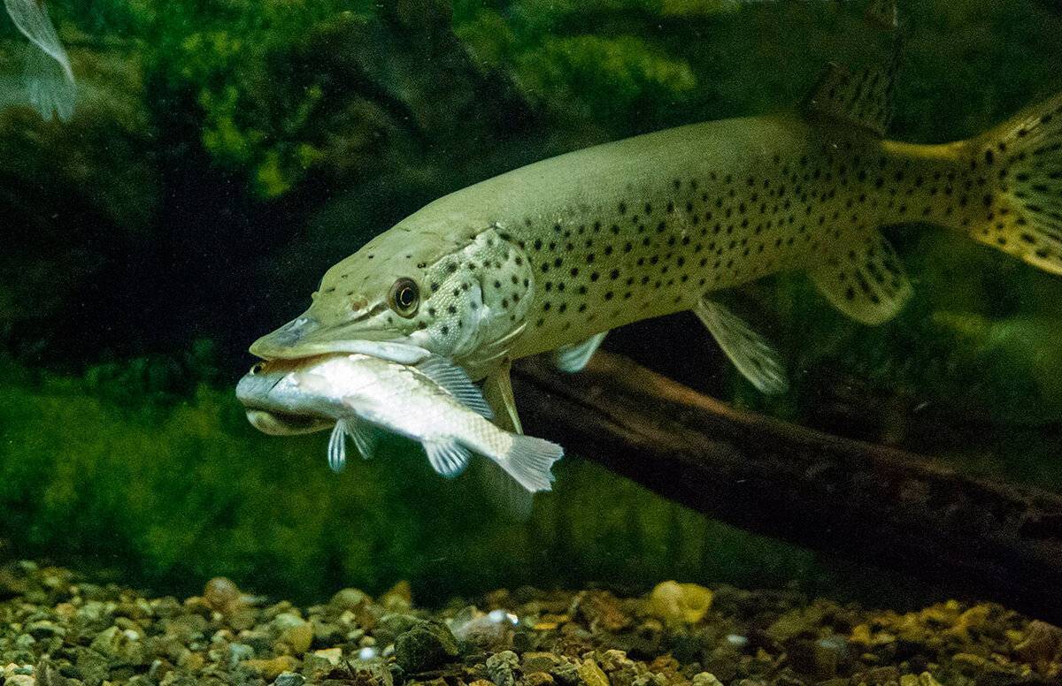 Рыба «Щука амурская» фото и описание