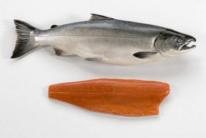 Рыба кета: польза и вред