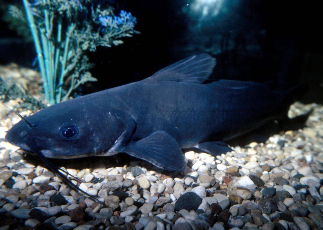 Рыба ауха (китайский окунь): описание, поведение хищника, содержание в аквариуме и размножение
