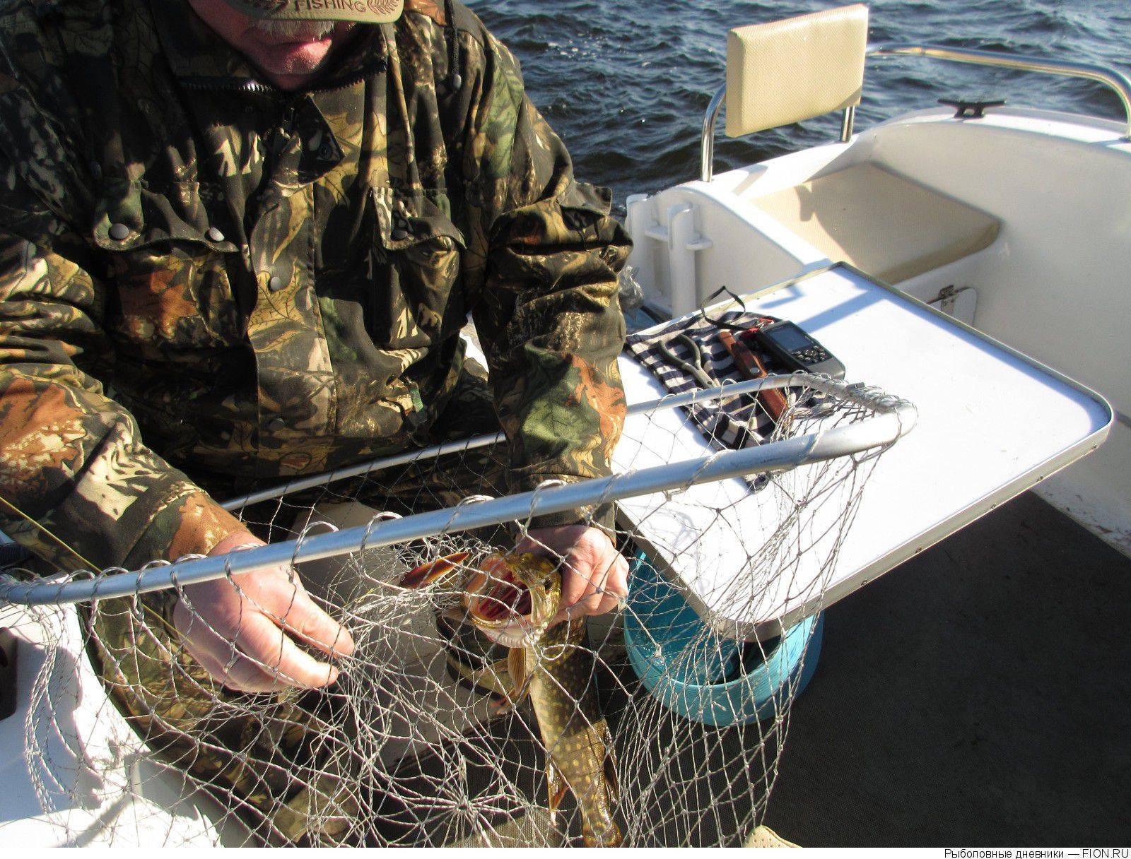 Нерестовый запрет 2020. ленинградская область. новый закон о рыбалке