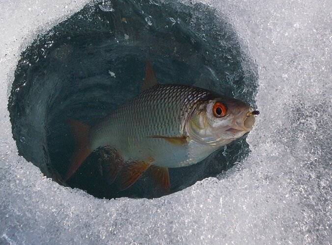 Ловим плотву зимой -секреты и советы. все про рыбалку