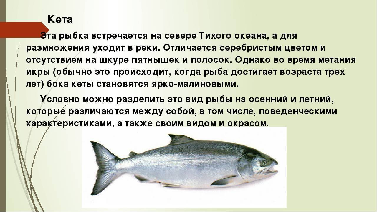 Польза и вред рыбы, какая самая полезная, химический состав, калорийность
