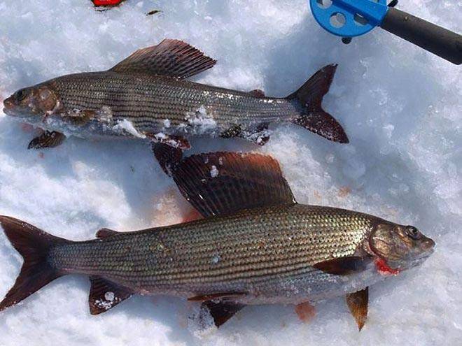 Рыбалка в кемеровской области – самые уловистые места и видовое разнообразие рыб - читайте на сatcher.fish