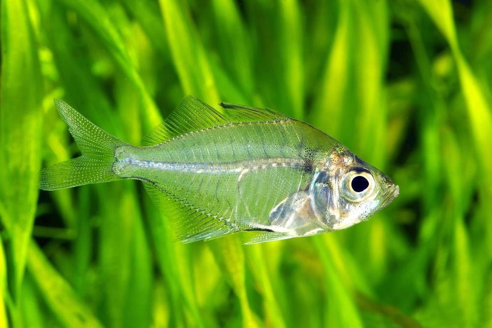 Прозрачная рыба: фотографии, интересные факты и описание. салпа маджоре - прозрачная рыба