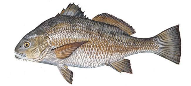 Рыба горбыль содержание полезных веществ, польза и вред, свойства