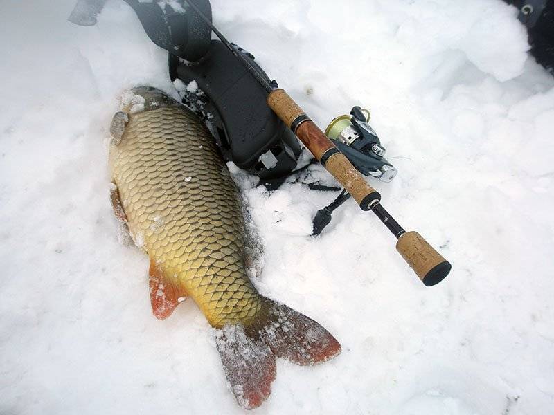 Зимняя рыбалка: особенности ловли карпа зимой