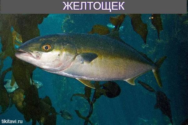Рыба желтощек: описание, распространение, питание и нерест