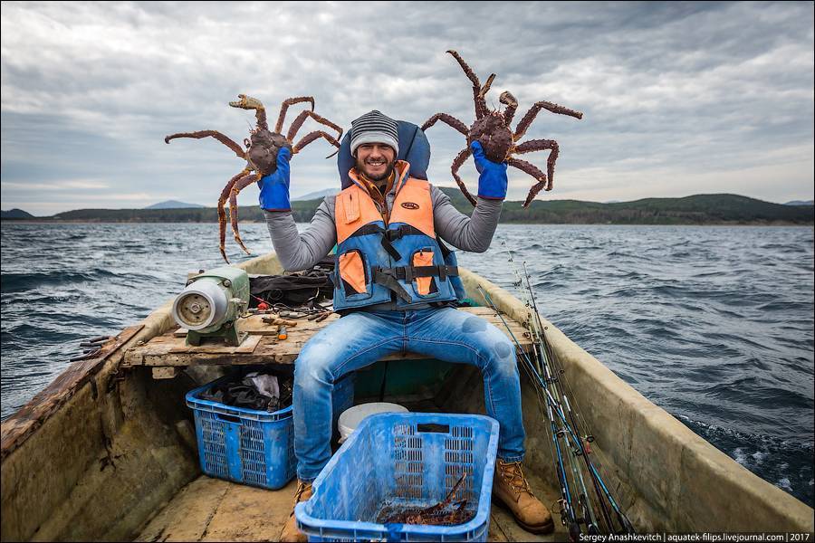Где, как ловить крабов на черном море правильно: видео, можно ли ловить крабов?
