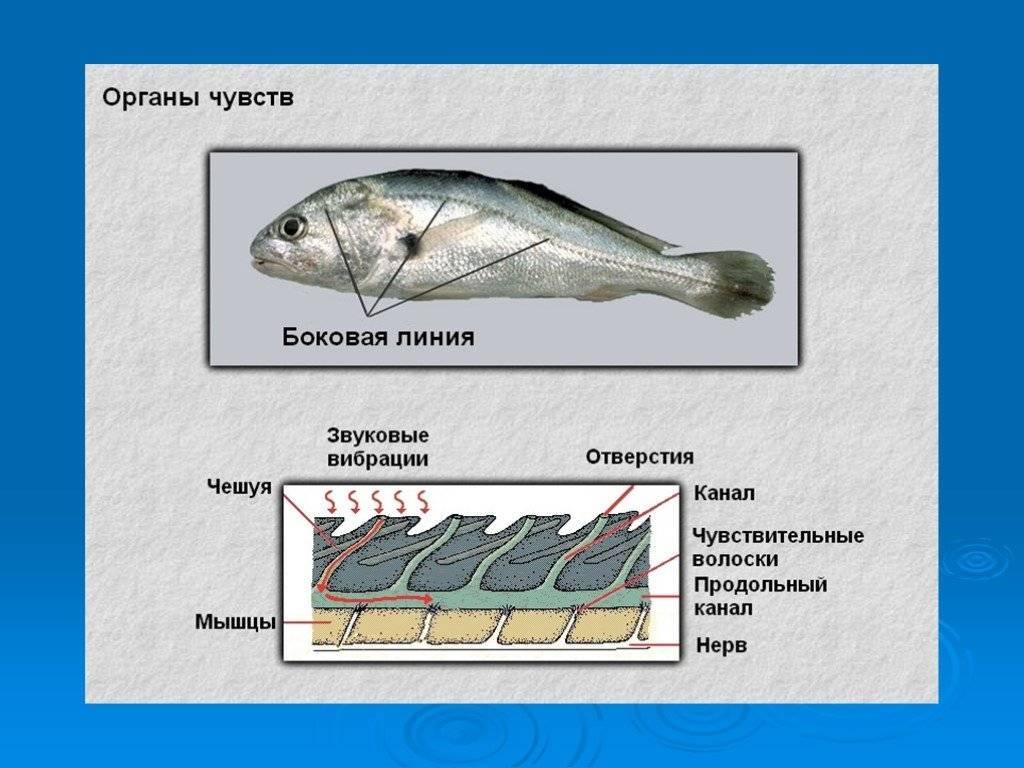 Строение рыбы: внешнее, внутреннее, скелет, форма тела, схема