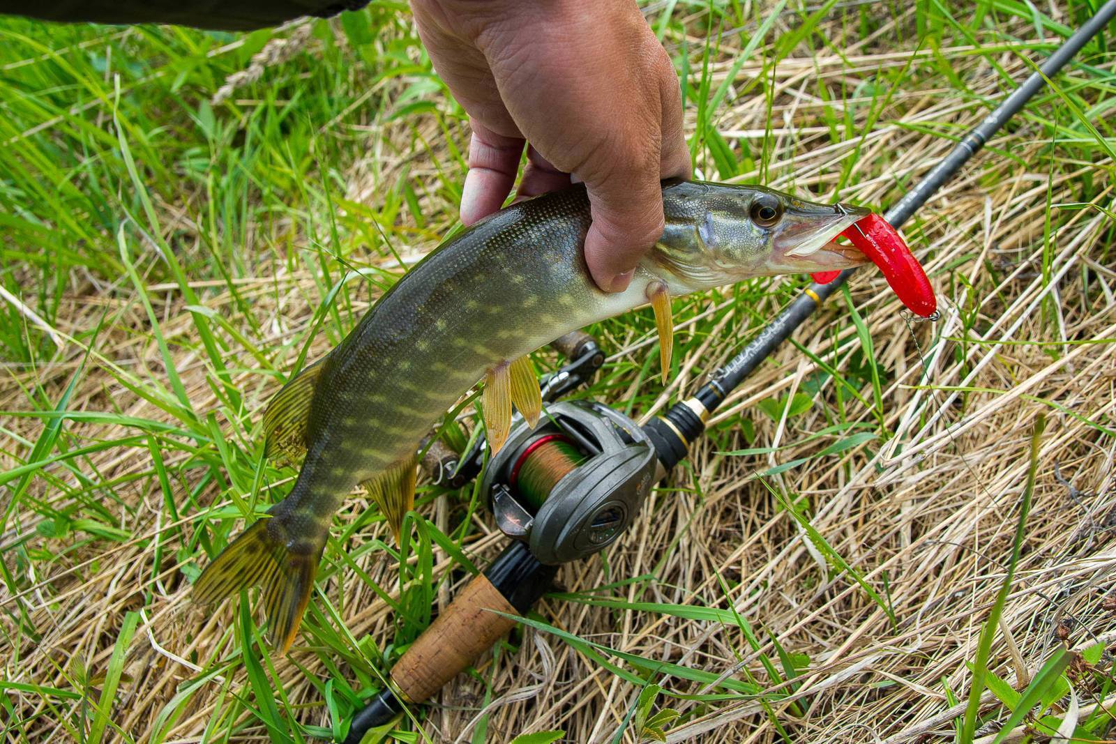 Рыбалка на щуку весной на спиннинг: сезон ловли, а также когда и где можно ловить