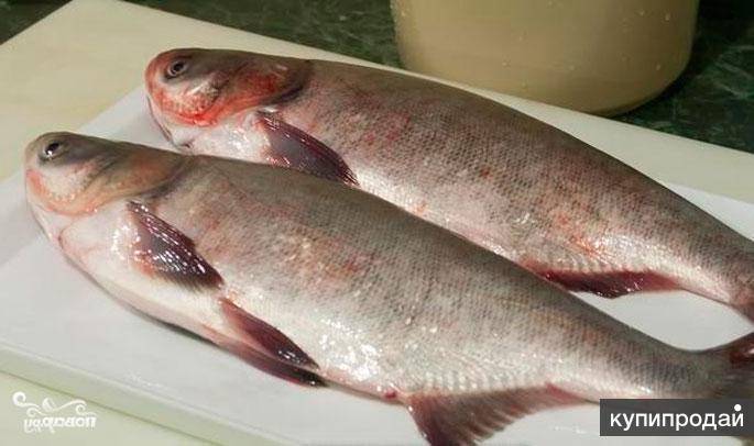 10 блюд всего из одной рыбы: рецепты из толстолобика