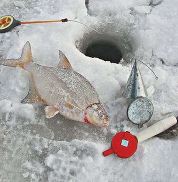 Ловля карася зимой со льда: тактика, снасти, приманки - рыбачок!сайт рыбачок
