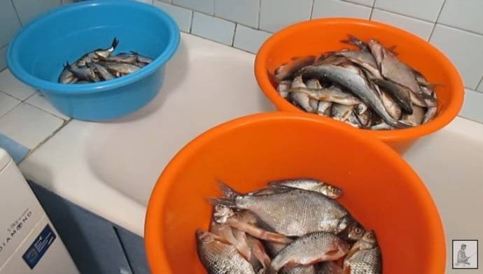 Способы сохранить рыбу при длительной рыбалке в жару | makchen.ru | яндекс дзен