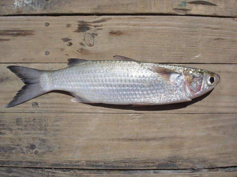 Рыба лобань полезные свойства — ловись рыбка