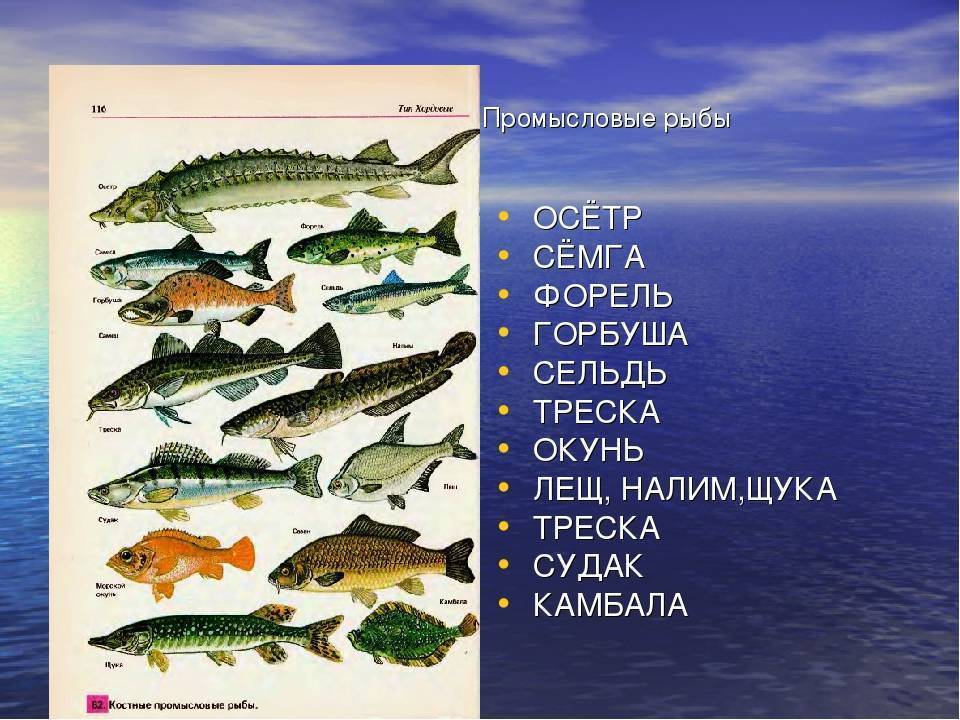 Названия и фото лососевых рыб