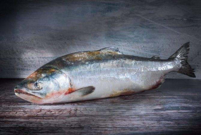 Горбуша – состав и калорийность рыбы, польза и вред