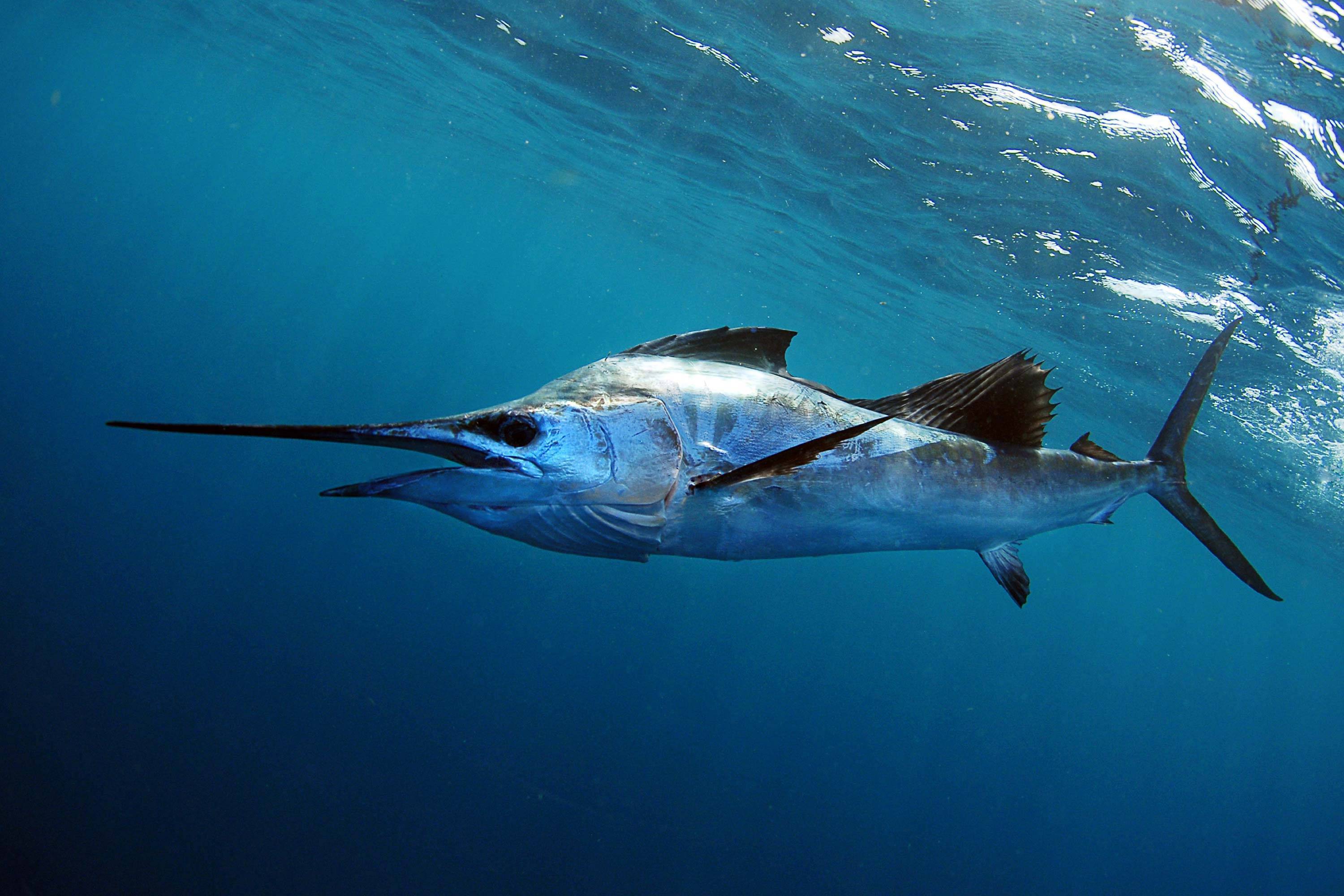 Рыба-парусник (45 фото): как ловить, скорость, описание, видео