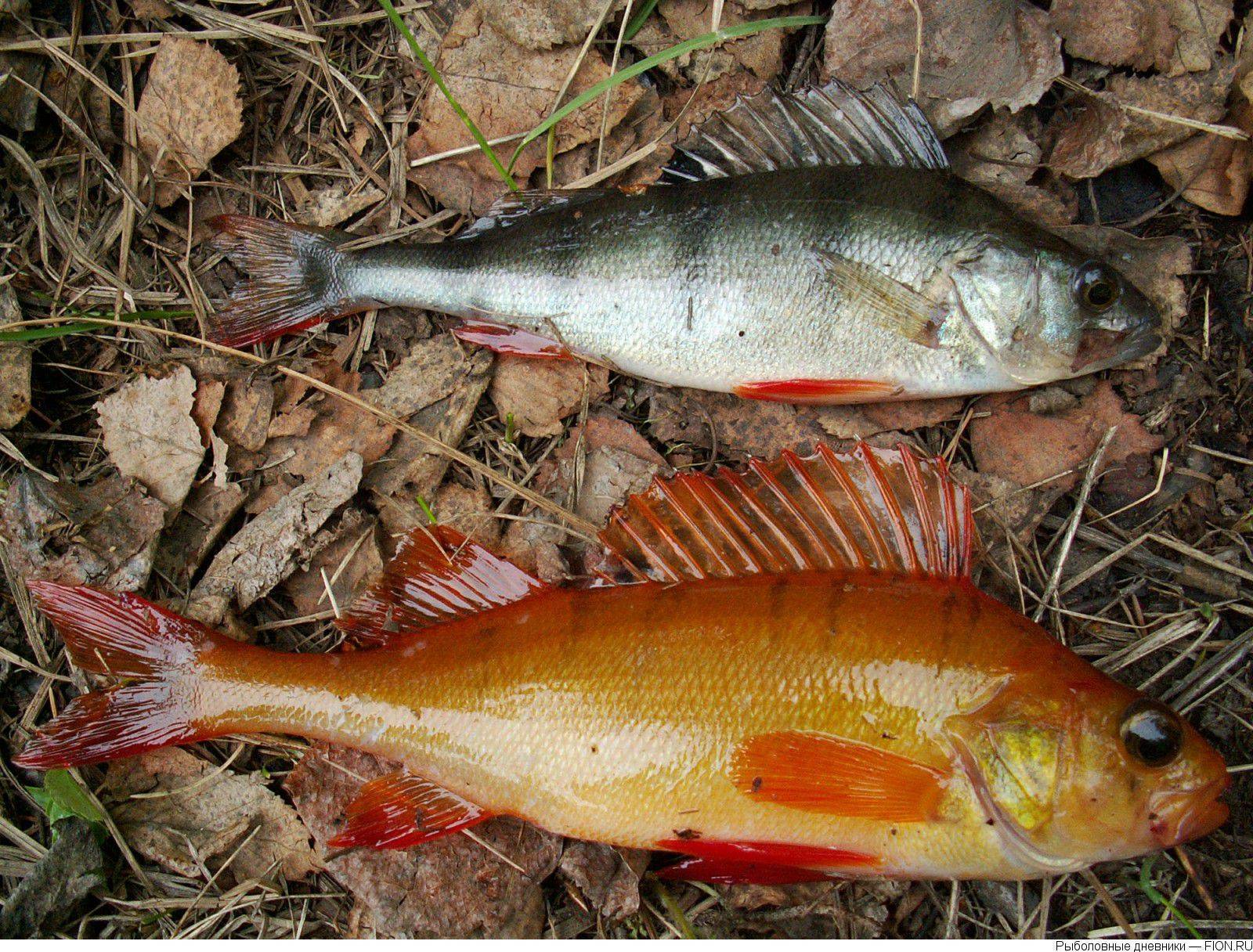 Окунь: описание речной и морской рыбы, повадки, способ ловли