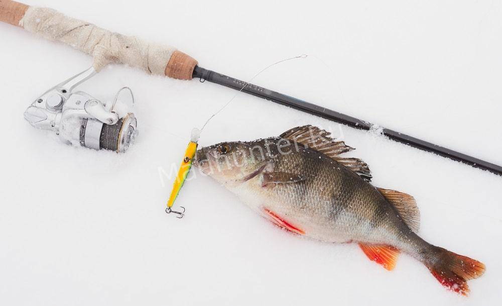 Как поймать весеннего сазана - особенности и секреты - на рыбалке!