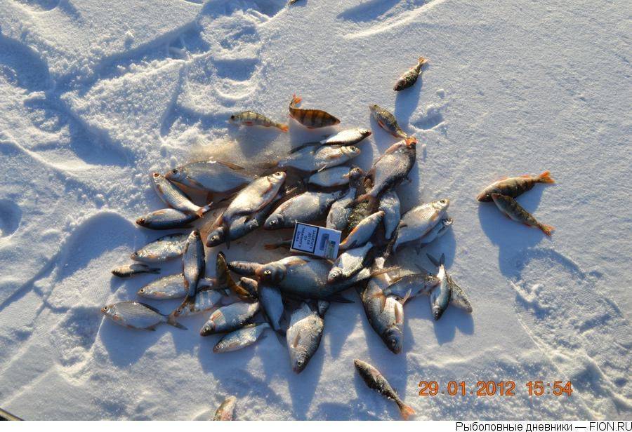 Особенности рыбалки на рузском водохранилище в подмосковье