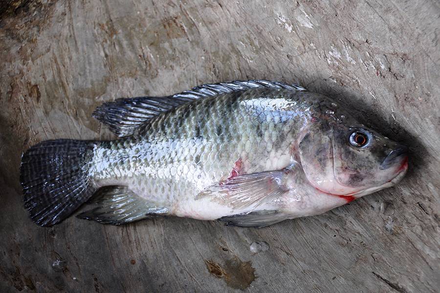 Что за рыба тилапия: её польза и вред