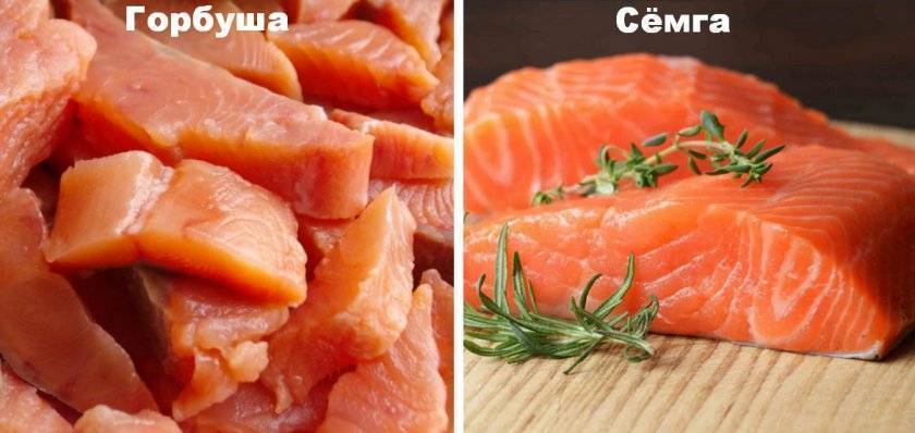 Чем отличается лосось от семги