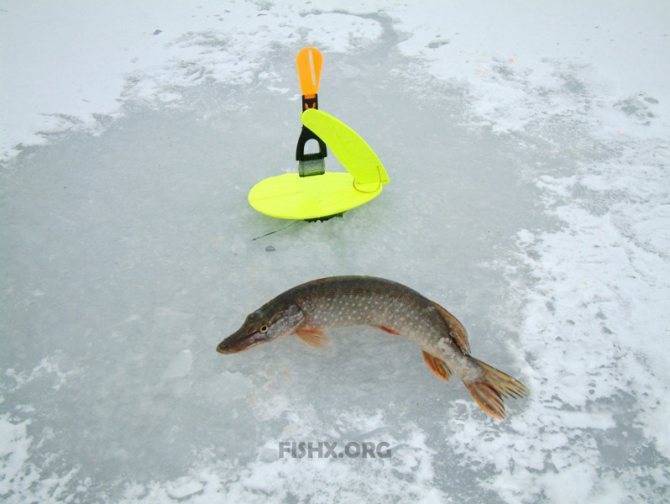 Зимняя рыбалка на щуку на жерлицы – практика 2020 года