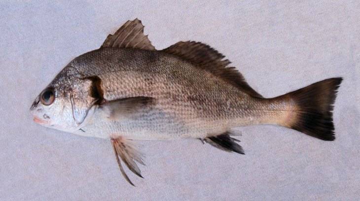 Рыба горбыль (мусар) - описание, как, где и на что ловить в израиле (white seabass) | все о рыбалке в израиле