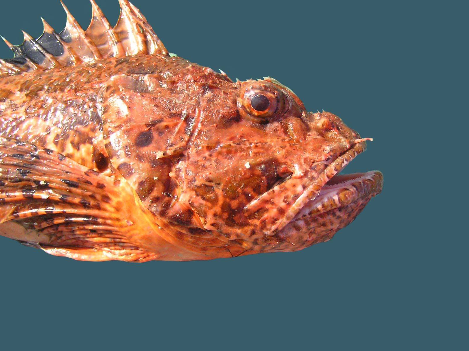 Скорпена (морской ёрш) — описание, как, где и на что ловить