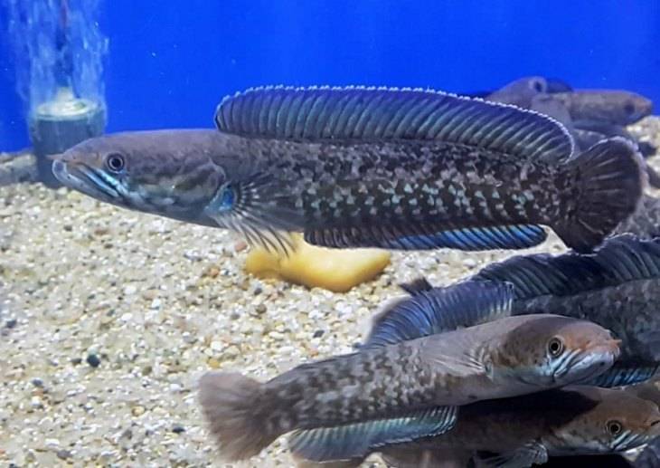 Рыба-змееголов (25 фото): разновидности, места обитания, как помать, видео