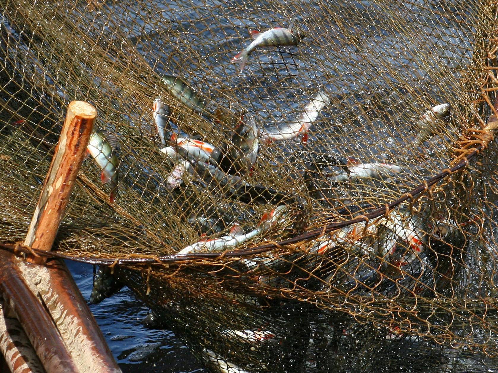 ✅ как правильно ставить рыболовные сети - рыбзон.рф