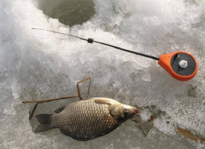 Ловля карпа зимой: видео, особенности зимней рыбалки на пруду