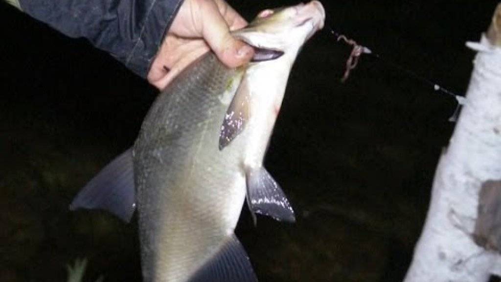 Ловля леща ночью на поплавок – рыбалке.нет