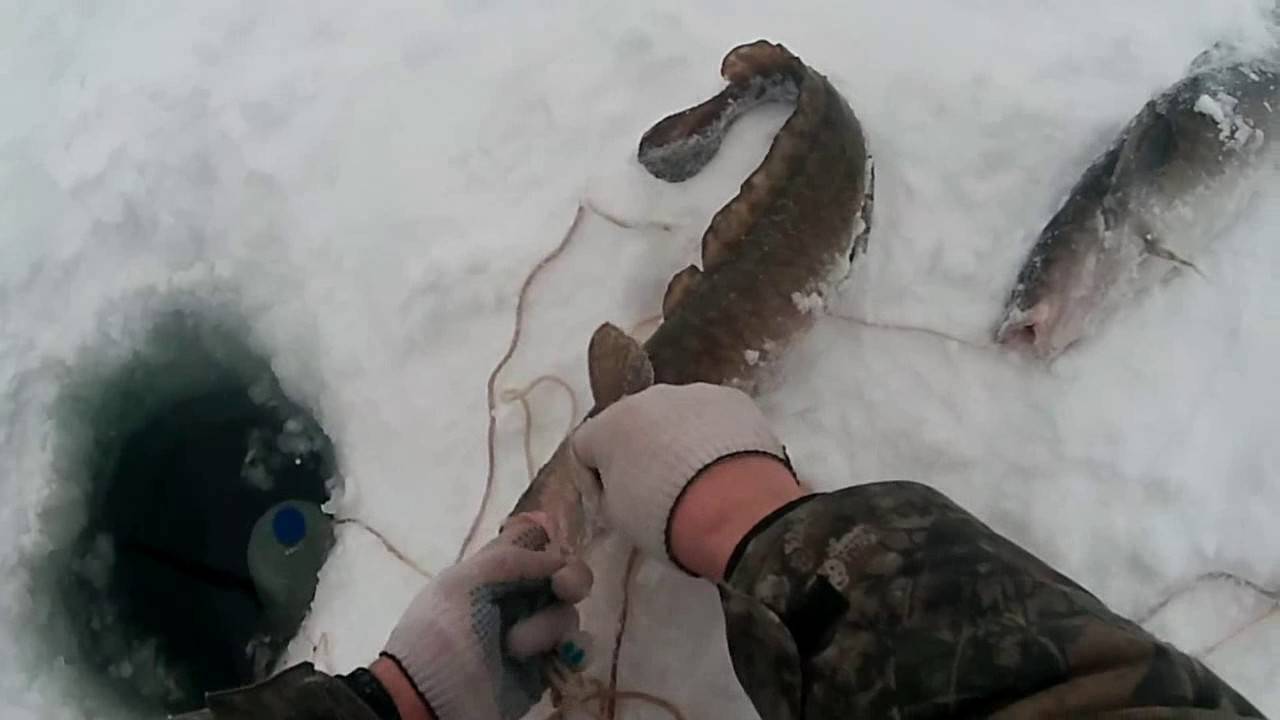 Ловля налима в декабре - na-rybalke.ru