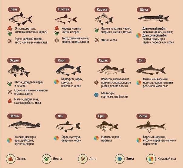 Ловля рыбы на сало: какое сало выбрать и как ловить