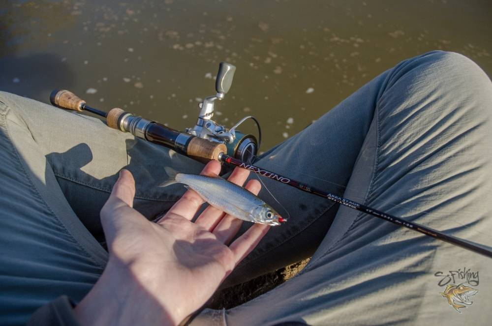 Как ловить на блесну: техника ловли для начинающих, советы, как правильно рыбачить