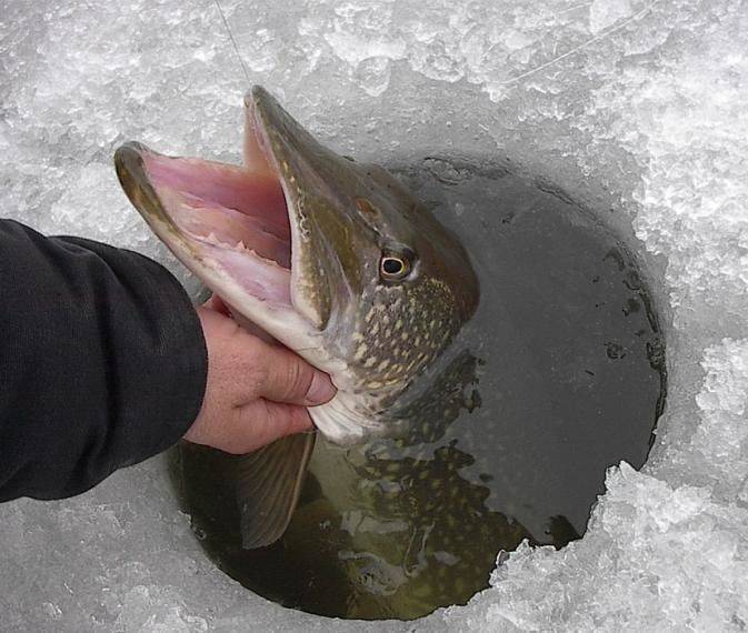 Какая пресноводная рыба не клюет зимой в пруду