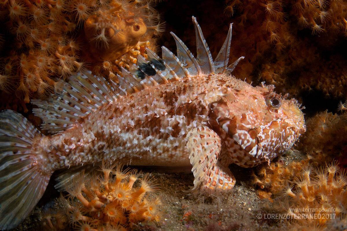 Рыбы черного моря фото. Черноморская скорпена-ёрш. Морской Ерш скорпена черное море. Рыба скорпена Черноморская. Черноморская скорпена-ёрш ядовитая.