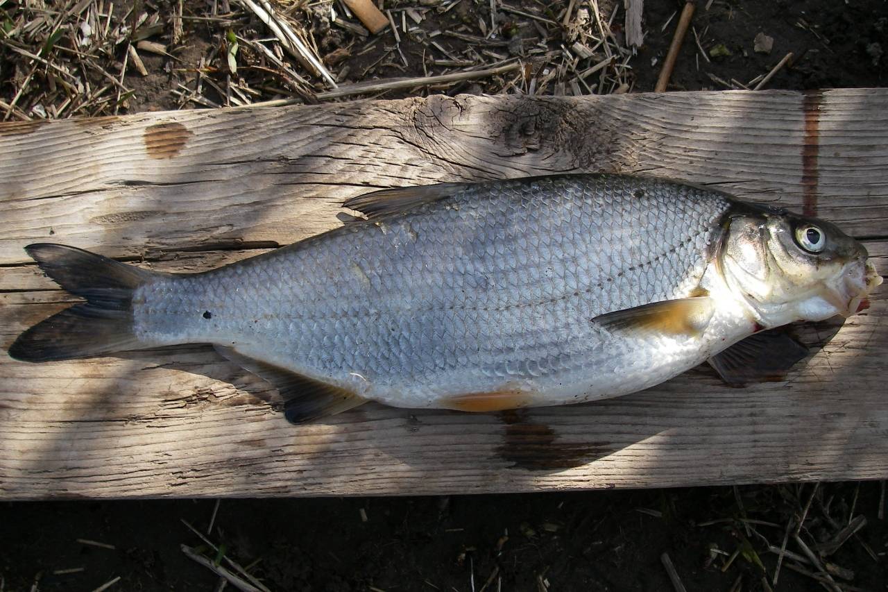 Рыба сиг: описание, фото, среда обитания, нерест, ловля и выращивание