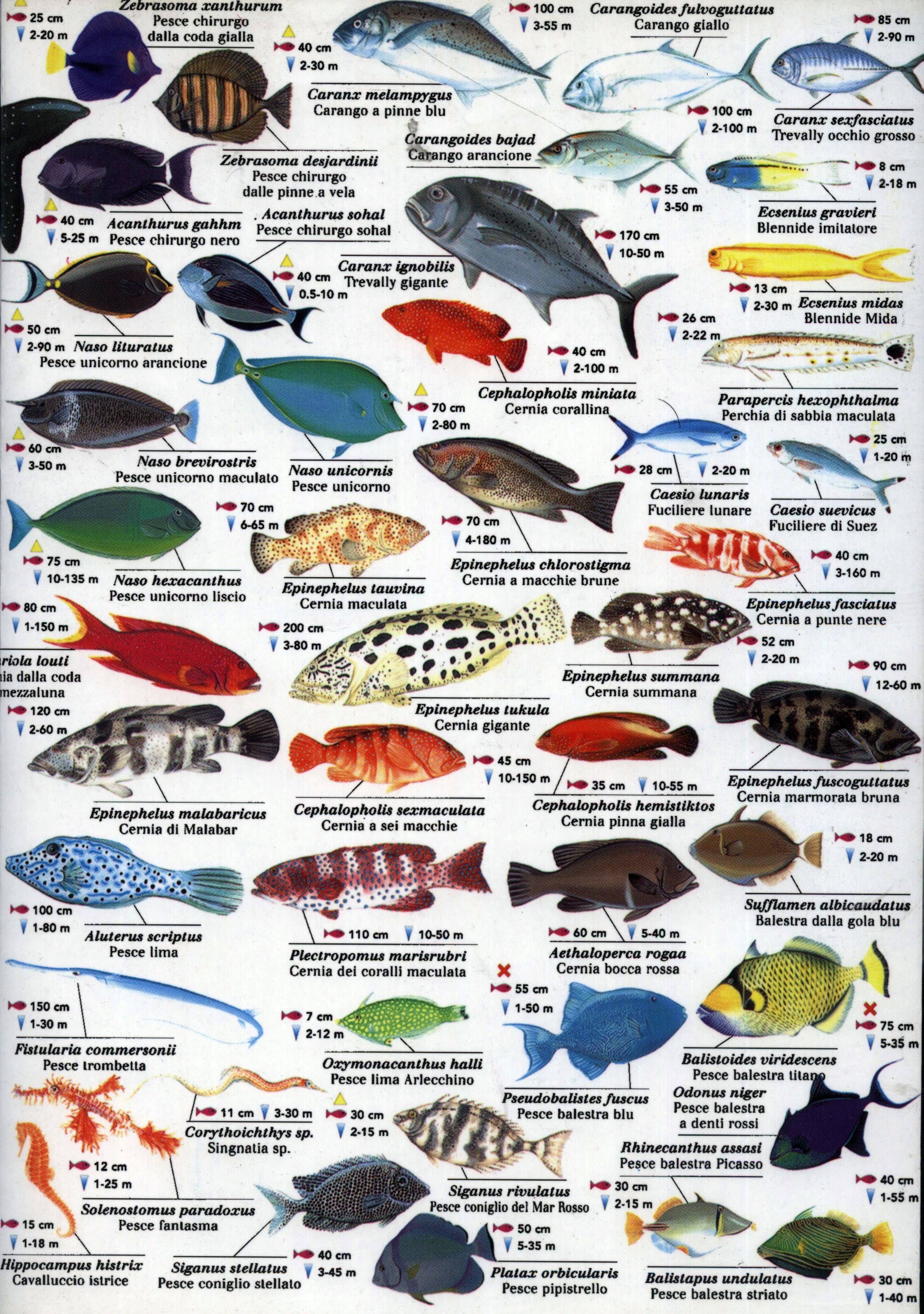 Рыбы средиземного моря - опасные и не очень обитатели вод | вся планета