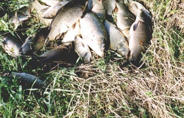 Река кия кемеровской области: карта рыбных мест, особенности рыбалки, какая рыба водится