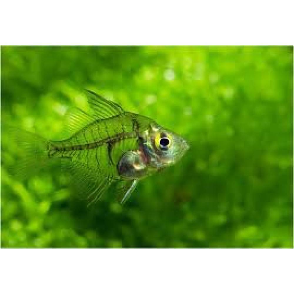 Стеклянный окунь: описание,содержание,размножение,фото,видео | аквариумные рыбки