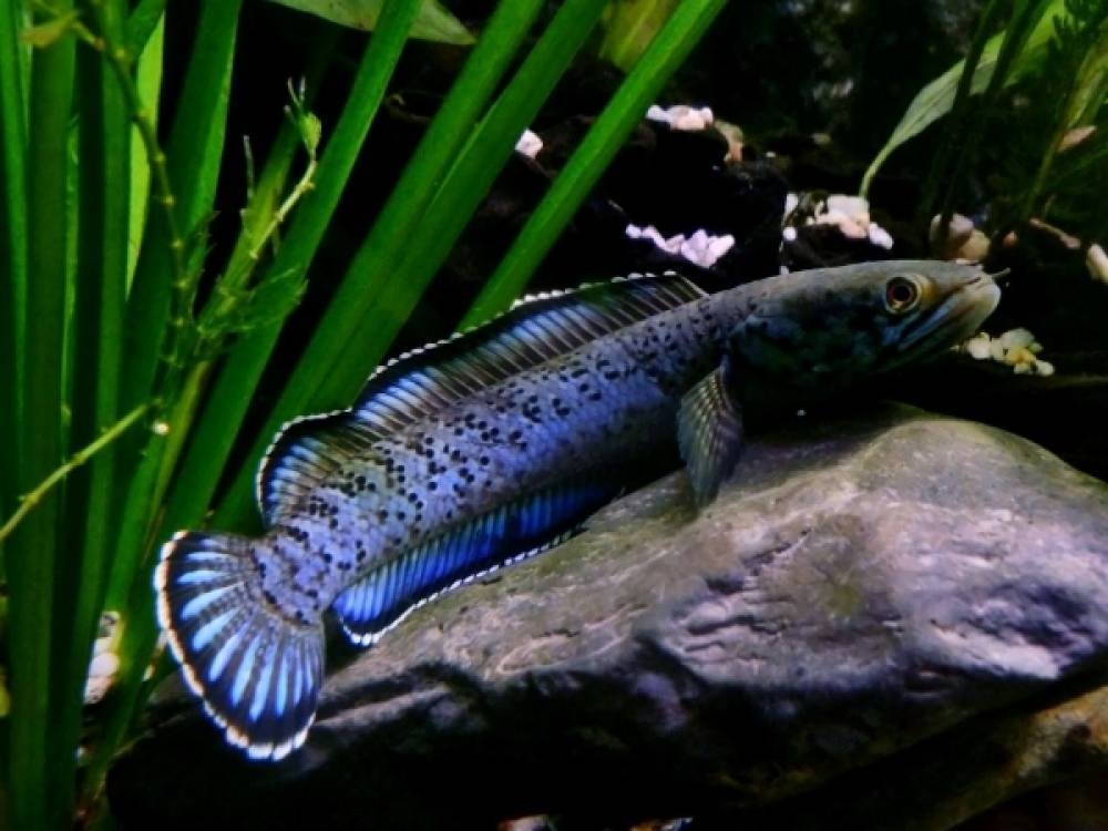 Аквариумный змееголов содержание разведение совместимость фото видео. | аквариумные рыбки