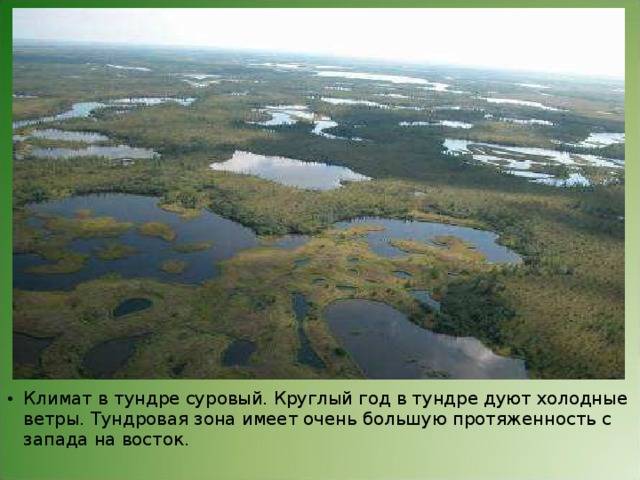 Природная зона тундра - характеристика, птицы, животные, растительность, типы - paikea.ru