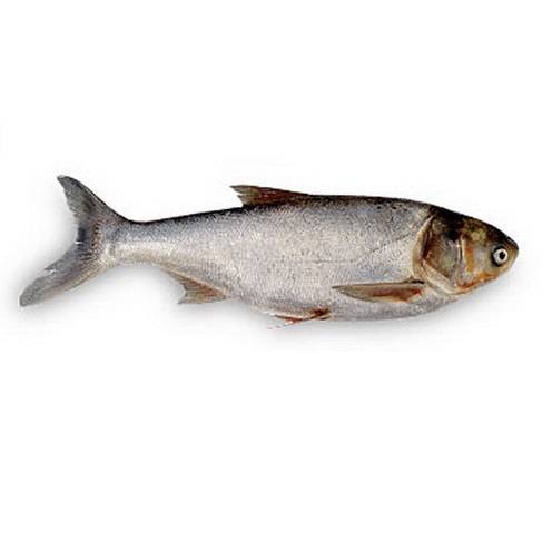 Толстолобик — костлявая рыба или нет
