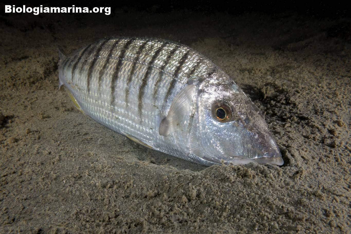Рыбы средиземного моря, которые могут быть опасны для человека