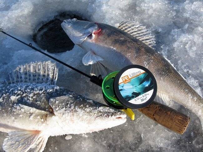 Ловля судака на мормышку со льда зимой